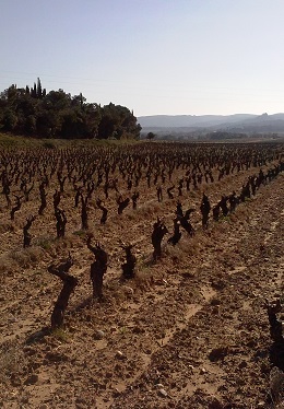 Appellation CORBIèRES AOC