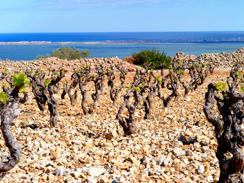 Appellation FITOU AOC