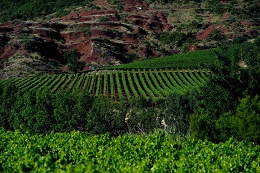 Appellation LANGUEDOC MONTPEYROUX AOP