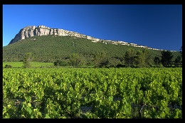 Appellation PIC SAINT-LOUP AOC