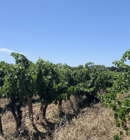 Appellation LANGUEDOC-QUATOURZE AOC